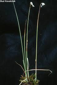 Attēlu rezultāti vaicājumam “Eriophorum gracile fruit”