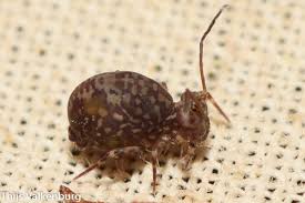 Attēlu rezultāti vaicājumam “Ptenothrix sp.”