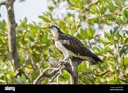 Attēlu rezultāti vaicājumam “Pandion haliaetus adult”