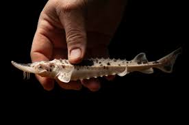 Image result for Acipenser fulvescens