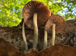 Attēlu rezultāti vaicājumam “Neocudoniella albiceps”