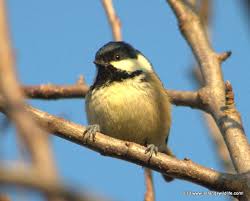 Attēlu rezultāti vaicājumam “Periparus ater adult”