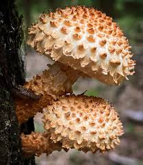 Attēlu rezultāti vaicājumam “Pholiota squarrosoides”