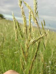 Attēlu rezultāti vaicājumam “Anthoxanthum odoratum fruit”