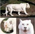 of three white cubs born,