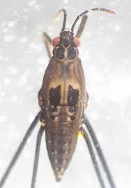 Attēlu rezultāti vaicājumam “Limnoporus rufoscutellatus”