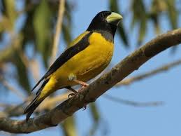 Image result for Hesperiphona vespertina