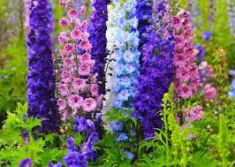 Image result for Delphinium consolida