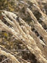 Attēlu rezultāti vaicājumam “Corynephorus canescens flower”