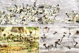 Attēlu rezultāti vaicājumam “Chaenotheca phaeocephala”