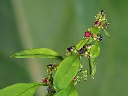 Attēlu rezultāti vaicājumam “Chenopodium polyspermum”
