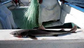 Image result for Scylliogaleus quecketti