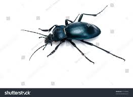Attēlu rezultāti vaicājumam “Carabus glabratus”
