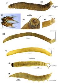 Attēlu rezultāti vaicājumam “Tipulidae larva”