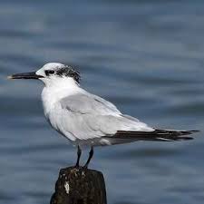 Attēlu rezultāti vaicājumam “Sterna sandvicensis adult”