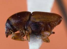 Attēlu rezultāti vaicājumam “Scolytus scolytus, Scolytus multistriatus”