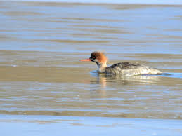 Attēlu rezultāti vaicājumam “Mergus merganser juvenile”