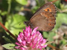 Attēlu rezultāti vaicājumam “Erebia ligea”
