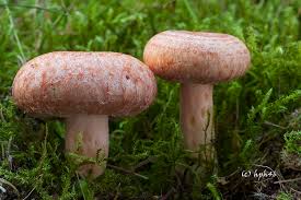 Attēlu rezultāti vaicājumam “Lactarius torminosus”