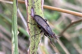 Attēlu rezultāti vaicājumam “Coremacera marginata”