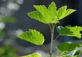 Attēlu rezultāti vaicājumam “Ribes spicatum”