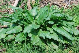 Attēlu rezultāti vaicājumam “Rumex obtusifolius”