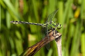 Attēlu rezultāti vaicājumam “Ophiogomphus cecilia”