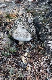 Image result for Calidris bairdii