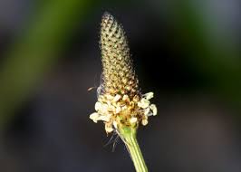 Attēlu rezultāti vaicājumam “Plantago lanceolata flower”