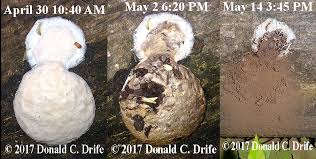 Attēlu rezultāti vaicājumam “Reticularia lycoperdon”