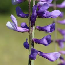 Attēlu rezultāti vaicājumam “Vicia tenuifolia flower”