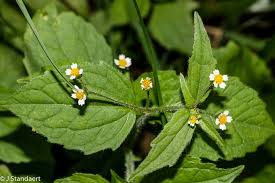 Attēlu rezultāti vaicājumam “Galinsoga quadriradiata”