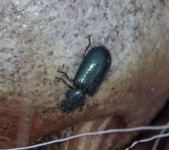 Attēlu rezultāti vaicājumam “Necrobia violacea”