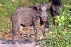 Attēlu rezultāti vaicājumam “Sus scrofa”