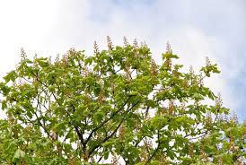 Attēlu rezultāti vaicājumam “Aesculus x hybrida leaf”