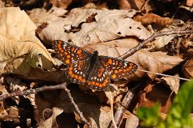Attēlu rezultāti vaicājumam “Euphydryas maturna”