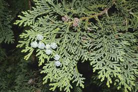 Attēlu rezultāti vaicājumam “Chamaecyparis lawsoniana”