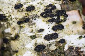 Attēlu rezultāti vaicājumam “Vouauxiomyces santessonii”