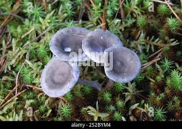 Attēlu rezultāti vaicājumam “Cantharellula umbonata”