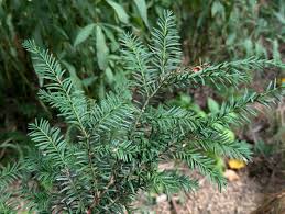 Attēlu rezultāti vaicājumam “Taxus”