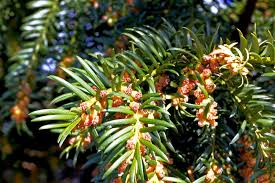 Attēlu rezultāti vaicājumam “Taxus baccata male flower”