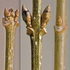 Attēlu rezultāti vaicājumam “Forsythia suspensa flower”