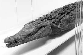 Image result for Reptilian egypt