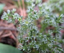 Attēlu rezultāti vaicājumam “Scleranthus perennis bud”