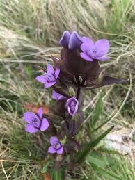 Attēlu rezultāti vaicājumam “Gentianella campestris”