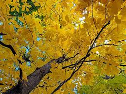 Attēlu rezultāti vaicājumam “Carya ovata leaf”