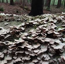 Attēlu rezultāti vaicājumam “Sciuro-hypnum curtum”