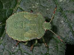 Attēlu rezultāti vaicājumam “Palomena prasina nymph”