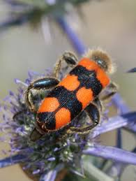 Attēlu rezultāti vaicājumam “Paradiacheopsis rigida macro”
