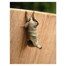 Attēlu rezultāti vaicājumam “Clostera curtula”